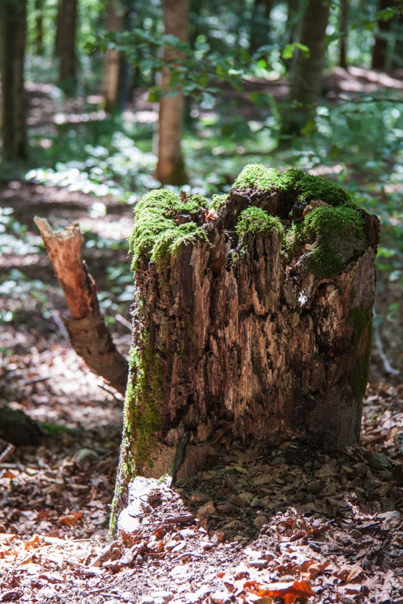 Fascination with tree stumps