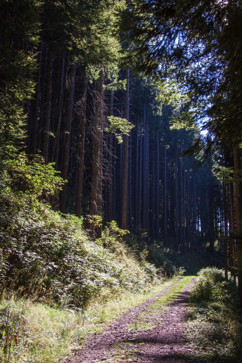 Belchen walk