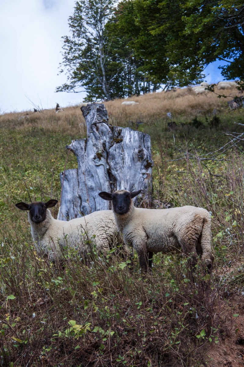 Sheep interested in us