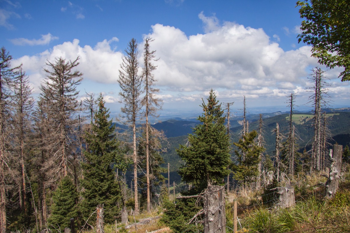 Belchen view - lots of dead trees