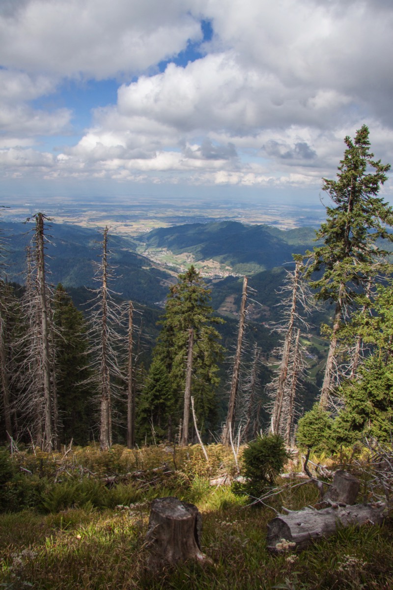 Belchen view - lots of dead trees