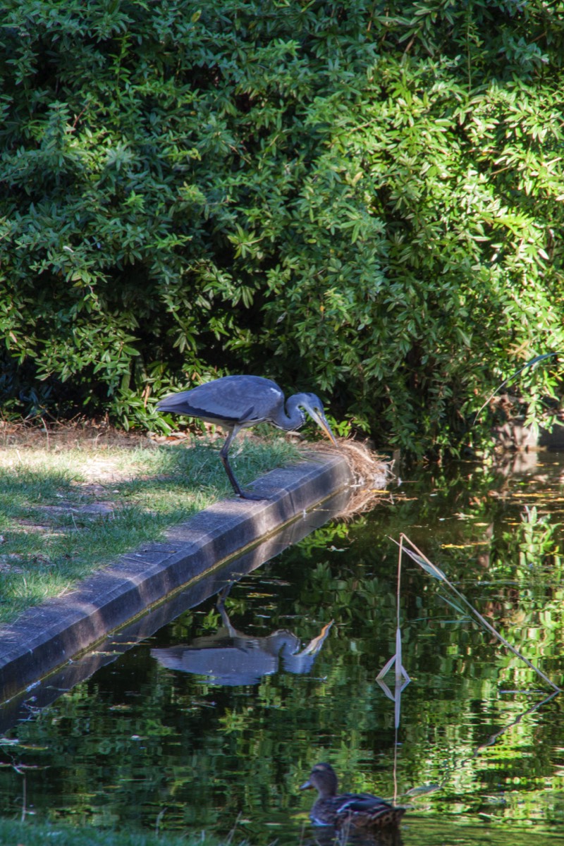 Heron