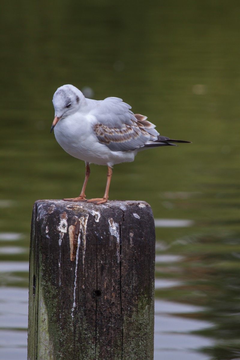 This pole is mine