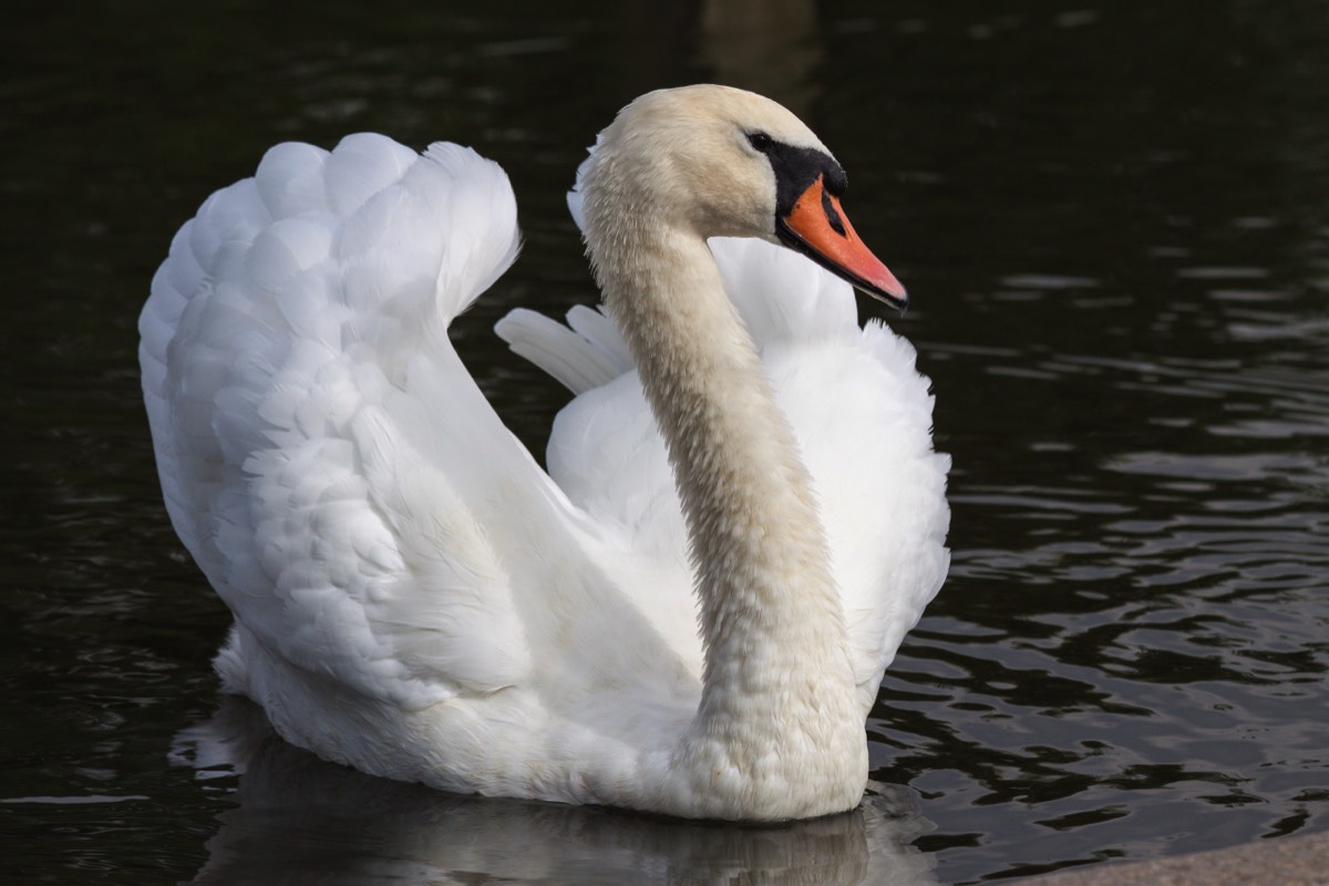 Daddy (?) swan is not so happy