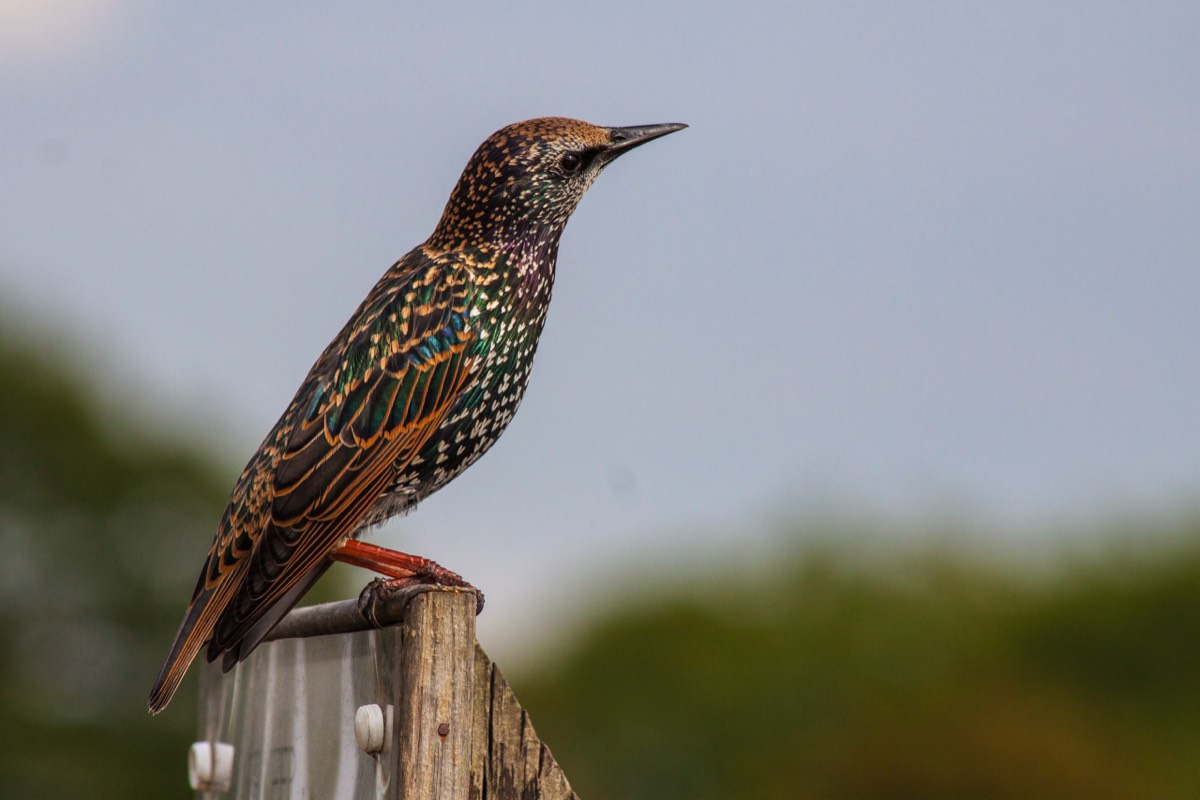 Glittering starling