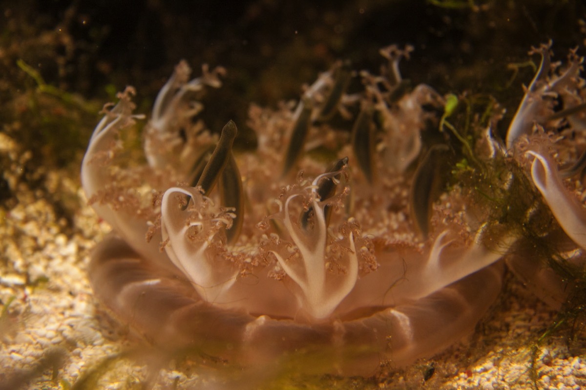 but also an upside-down jellyfish