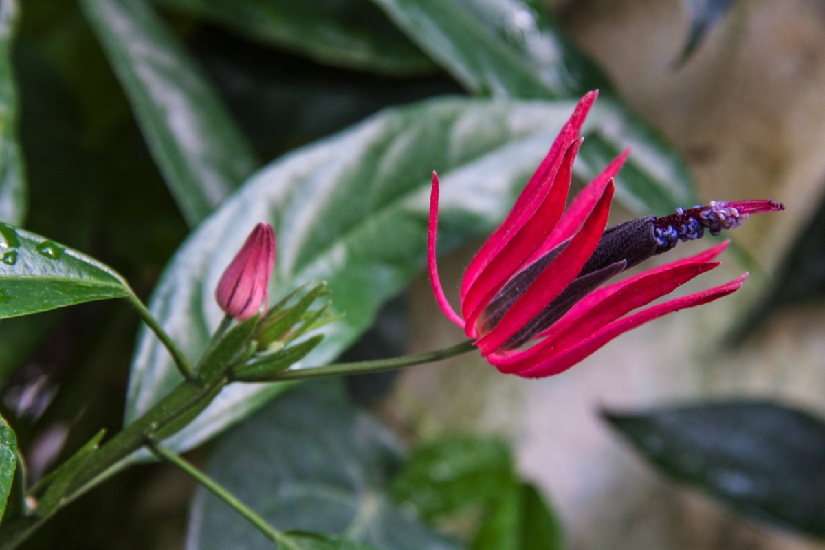 Blooms in every colour and shape