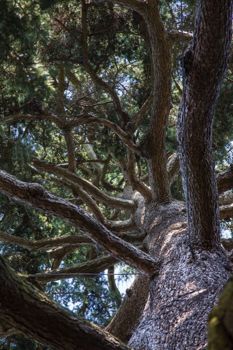 Tall tree