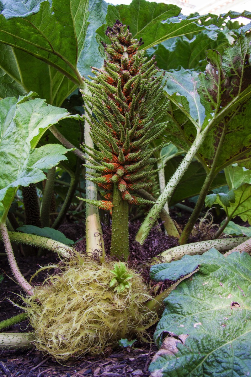 Smaller shrub