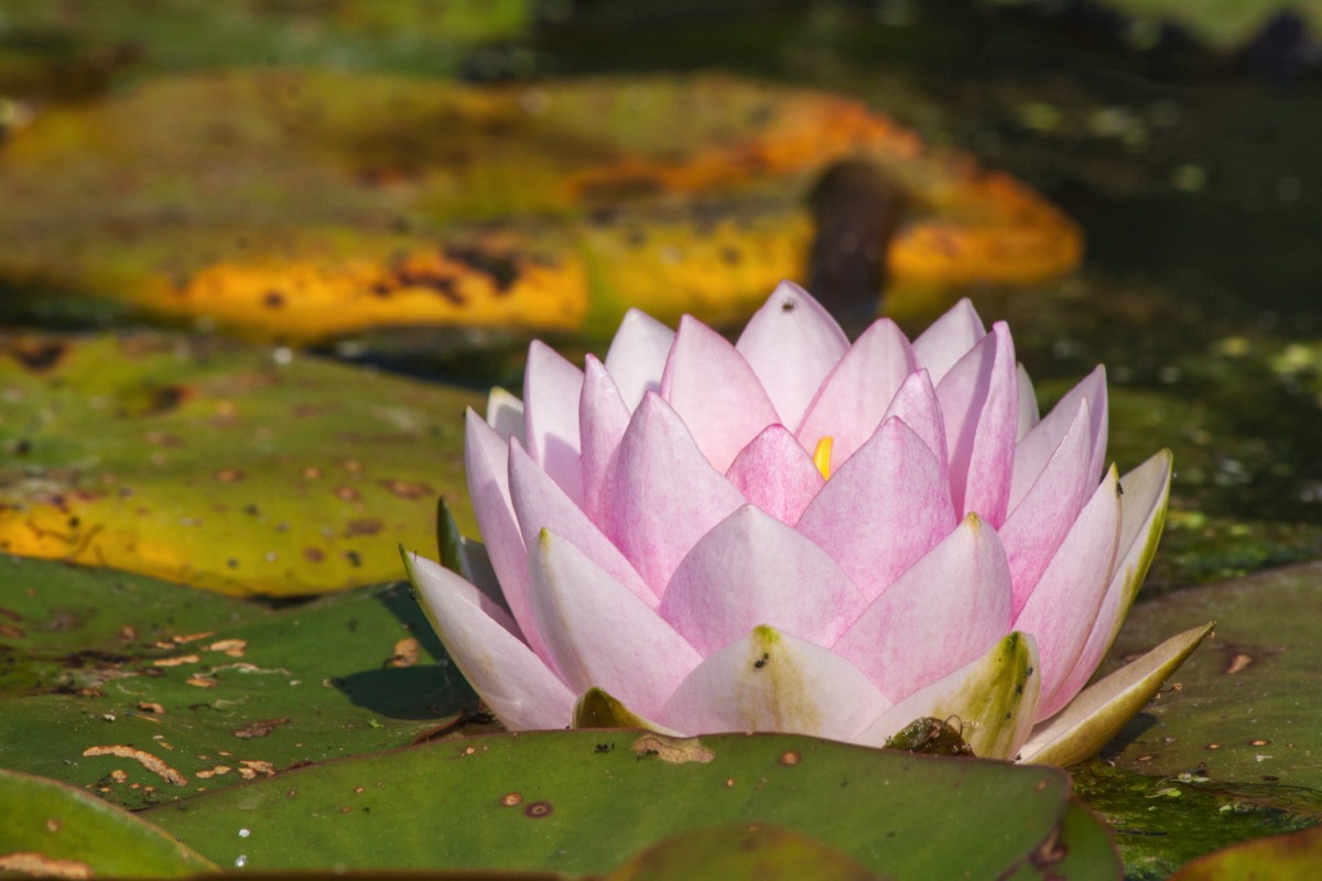 Waterlily in bloom