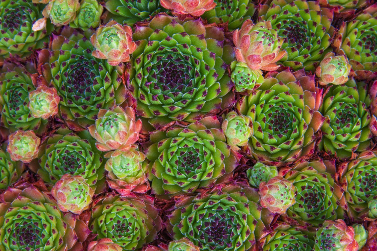 Sturdy but small alpine growths