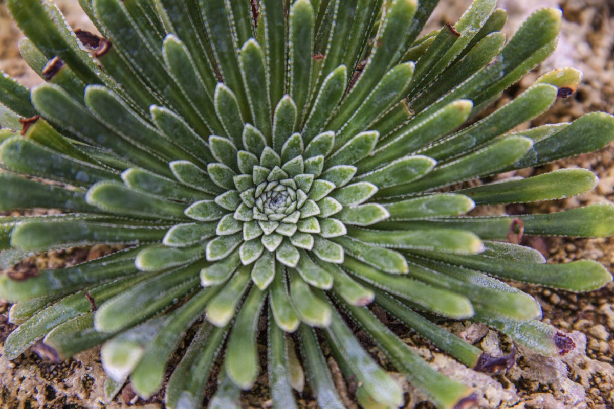 Other sturdy but small alpine growth