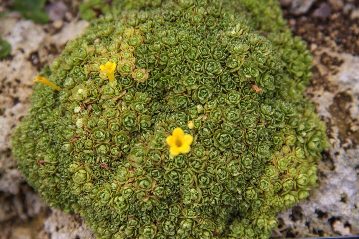 Sturdy, small, alpine and flowery!