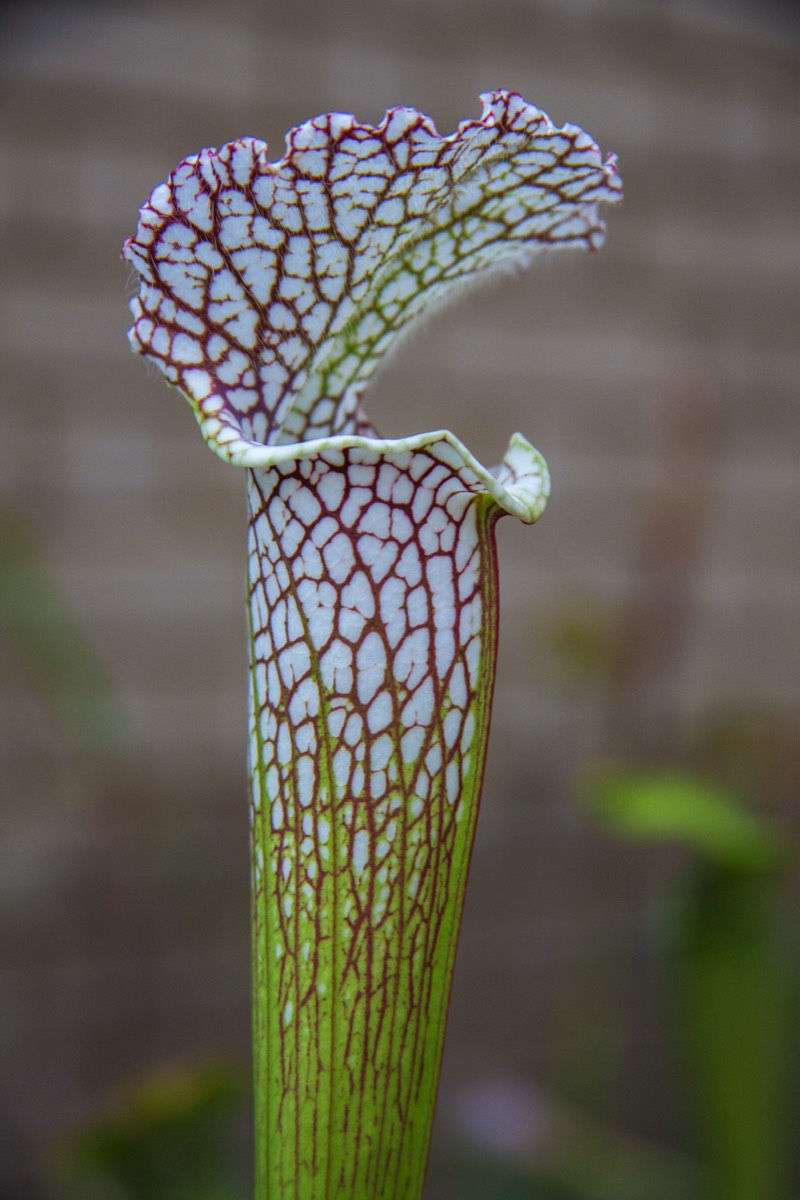 Pitcher plant