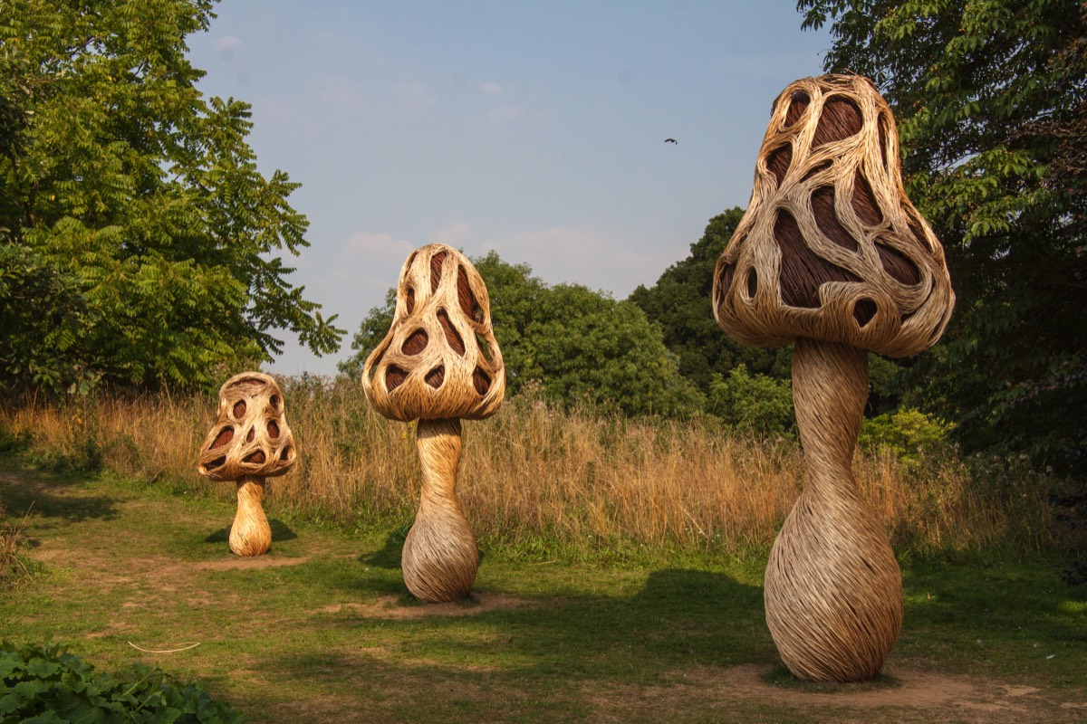 Wicker toadstools - they were still fresh