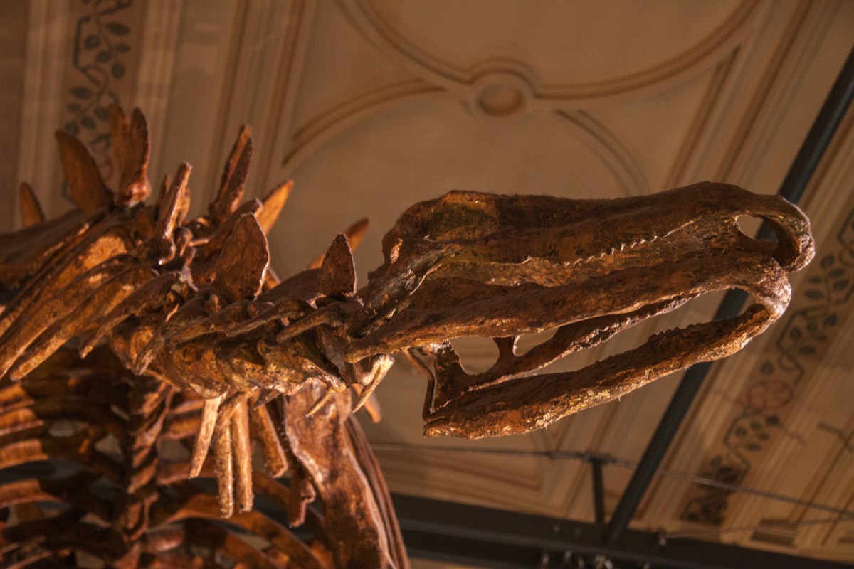 Stegosaurus