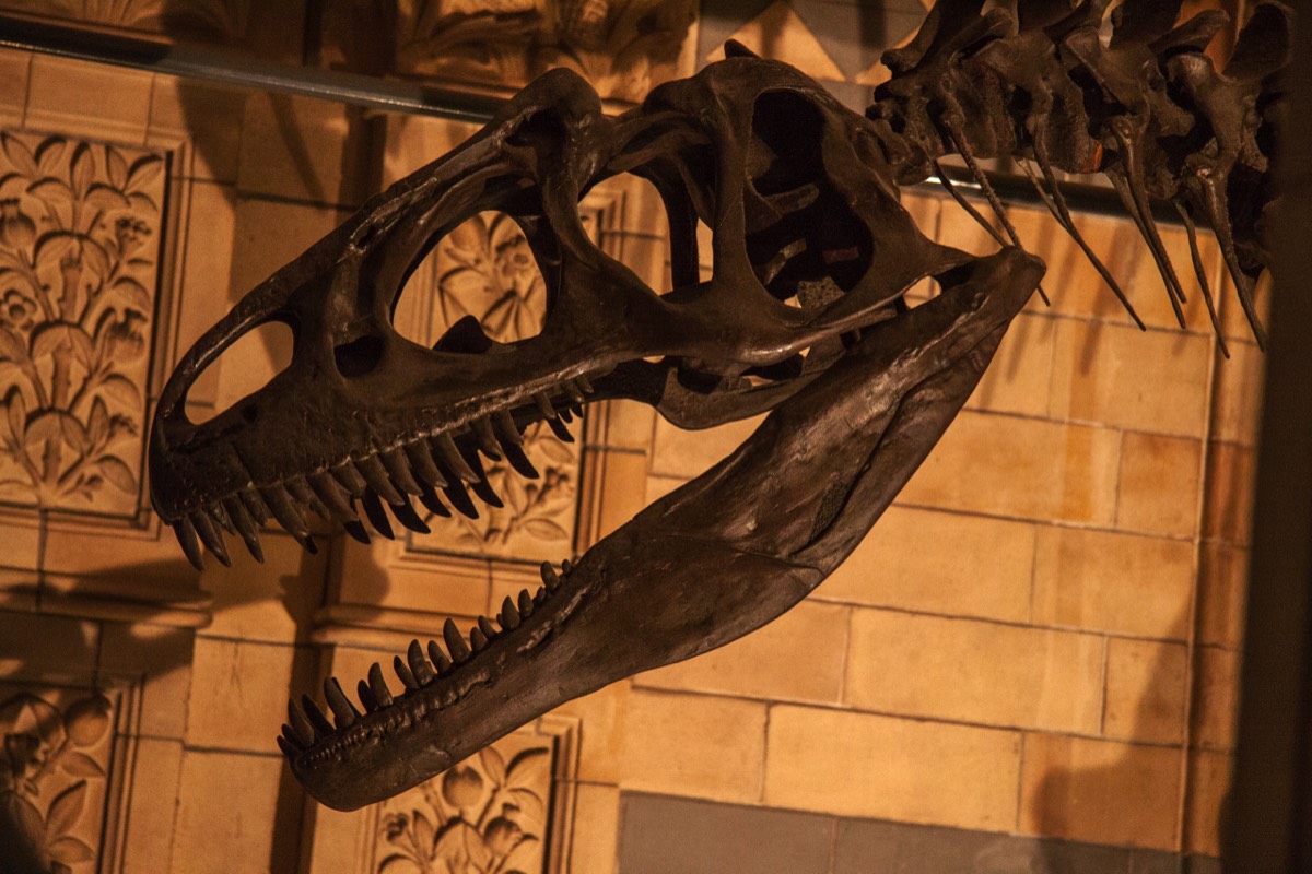 Another dinosaur skull