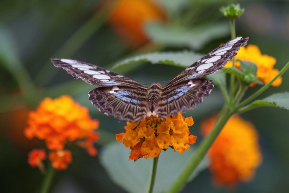 Butterfly exhibition, hot and humid
