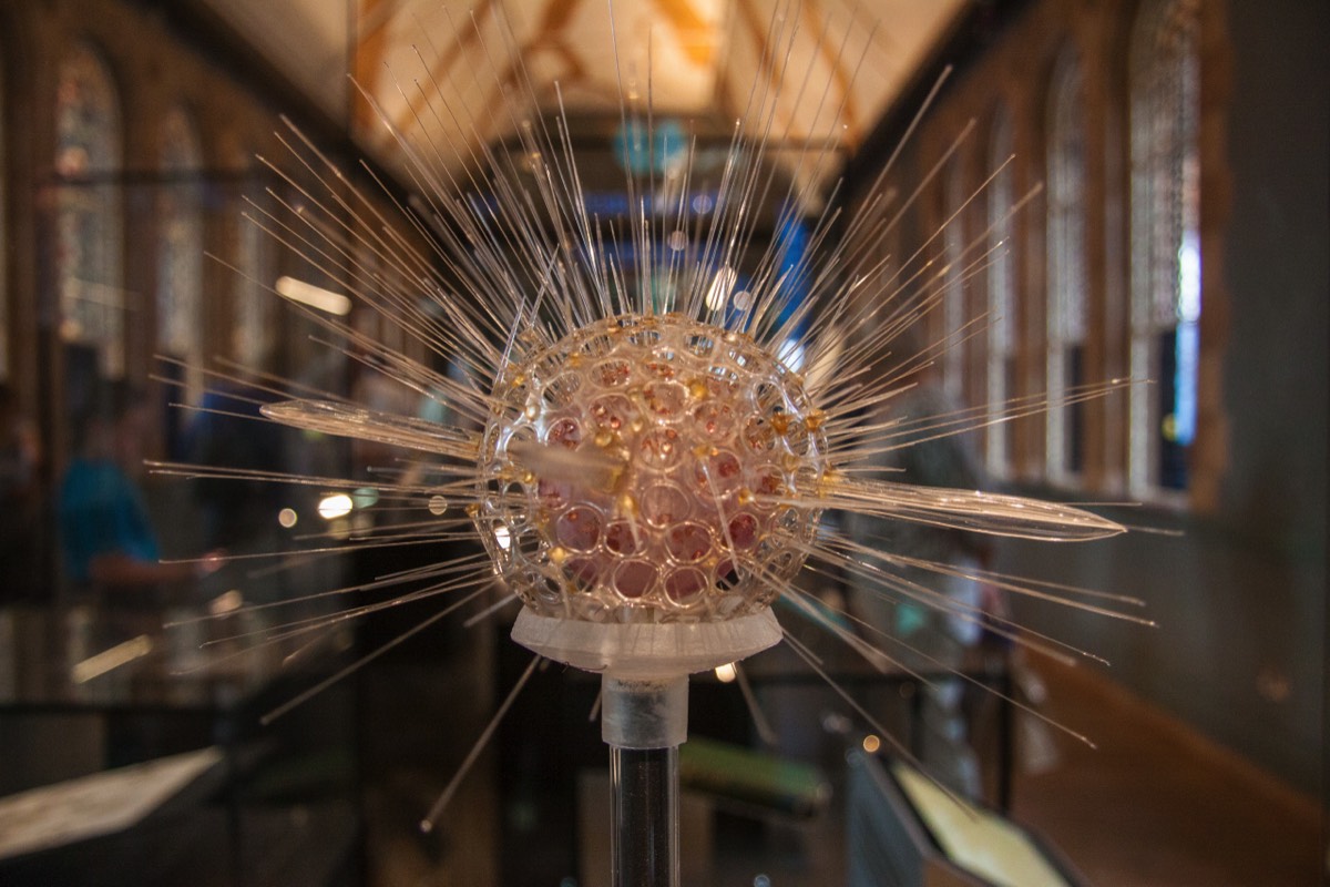 Glass model of a virus