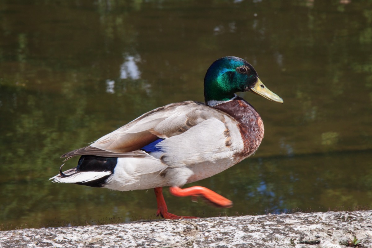 Strolling duck