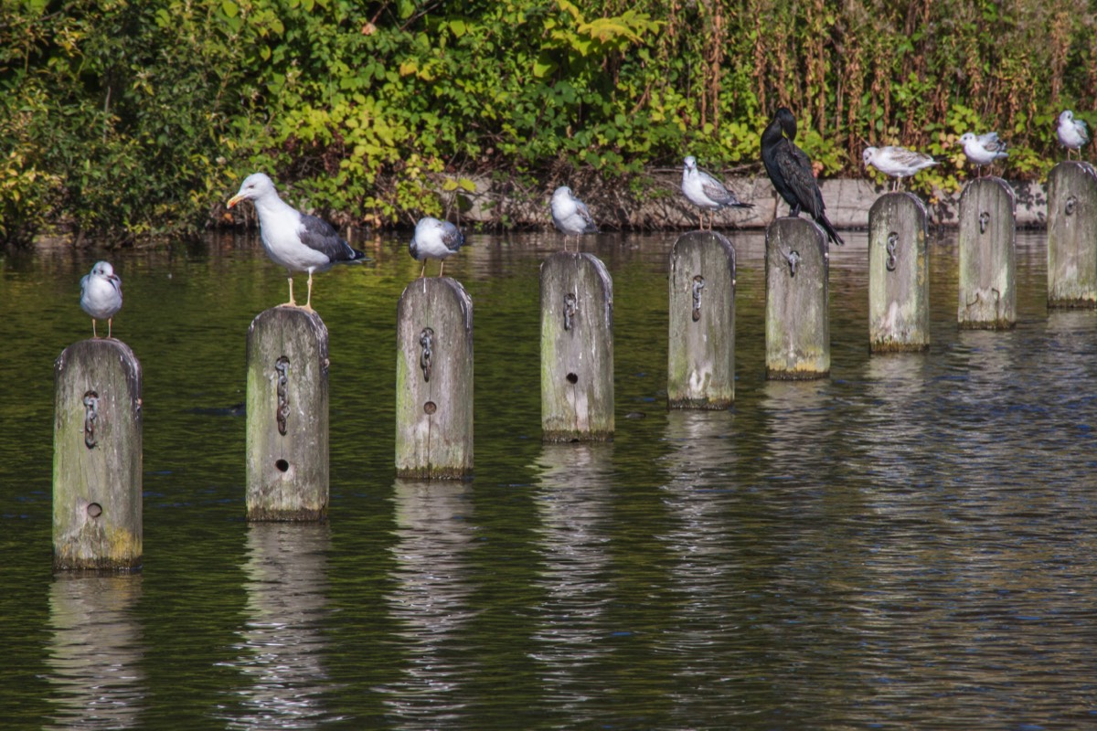 Find the odd one out