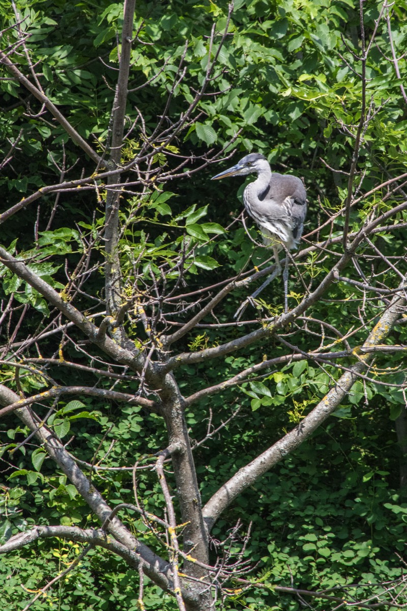 Resting heron