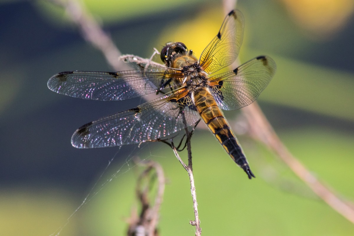 Resting dragonfly
