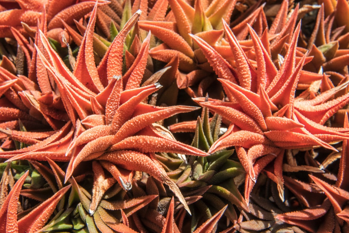 Desert plants