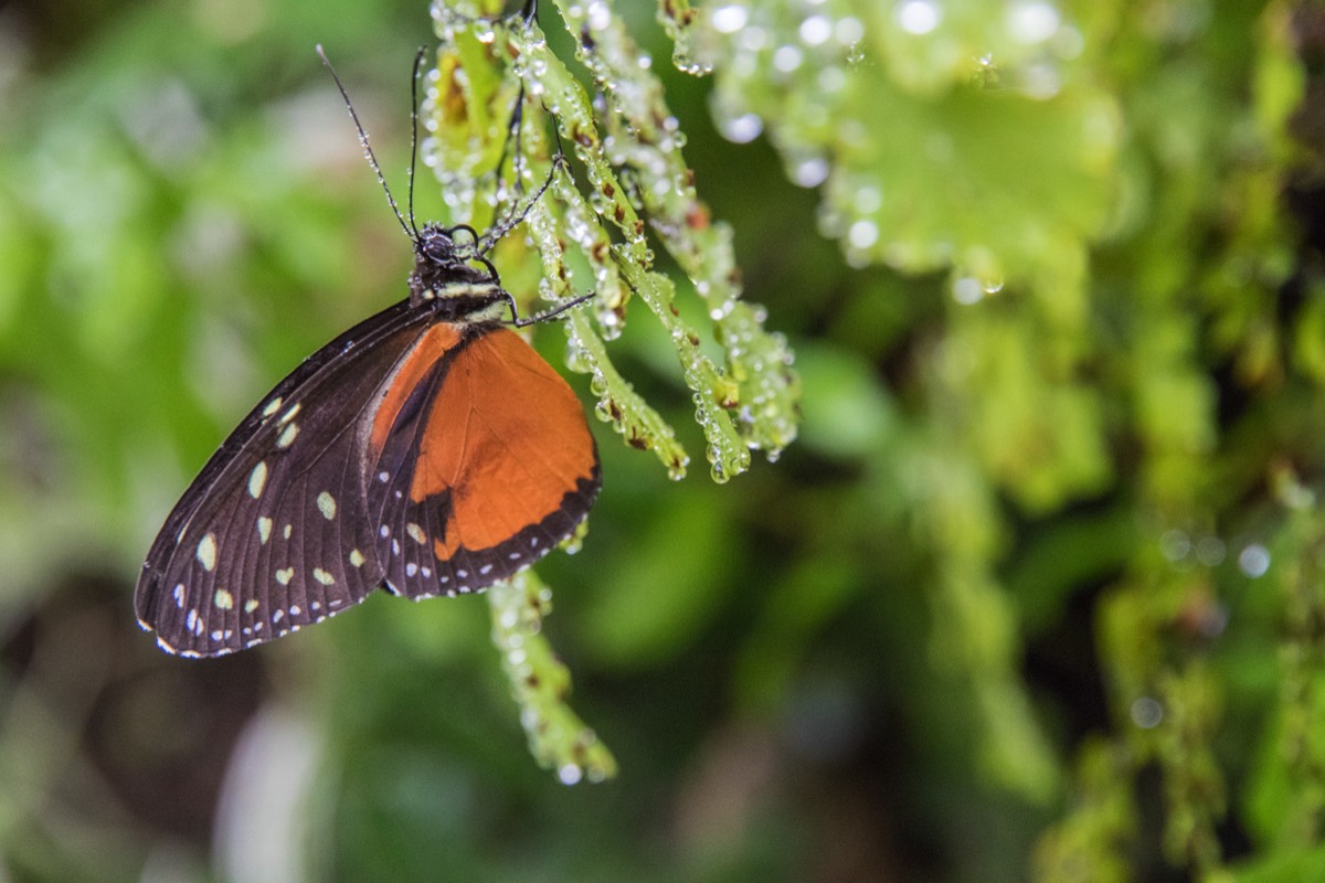 Small butterfly