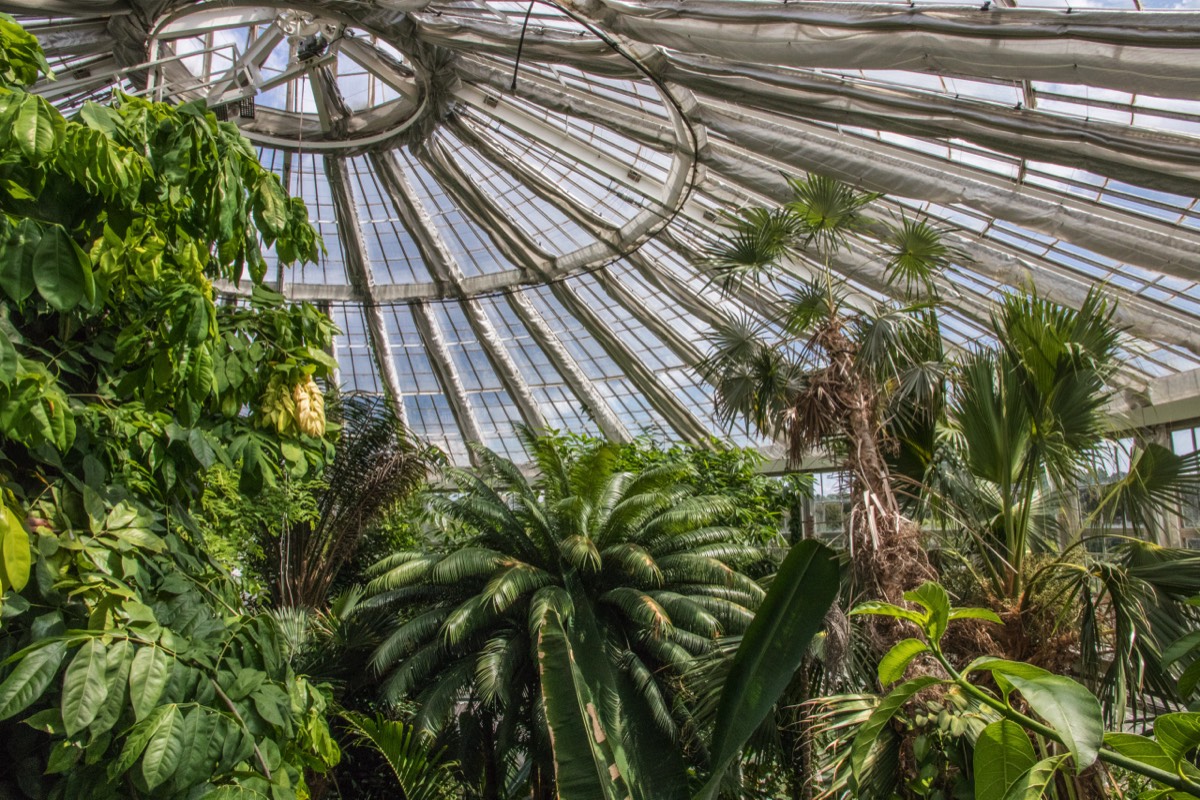 Inside the Palm House
