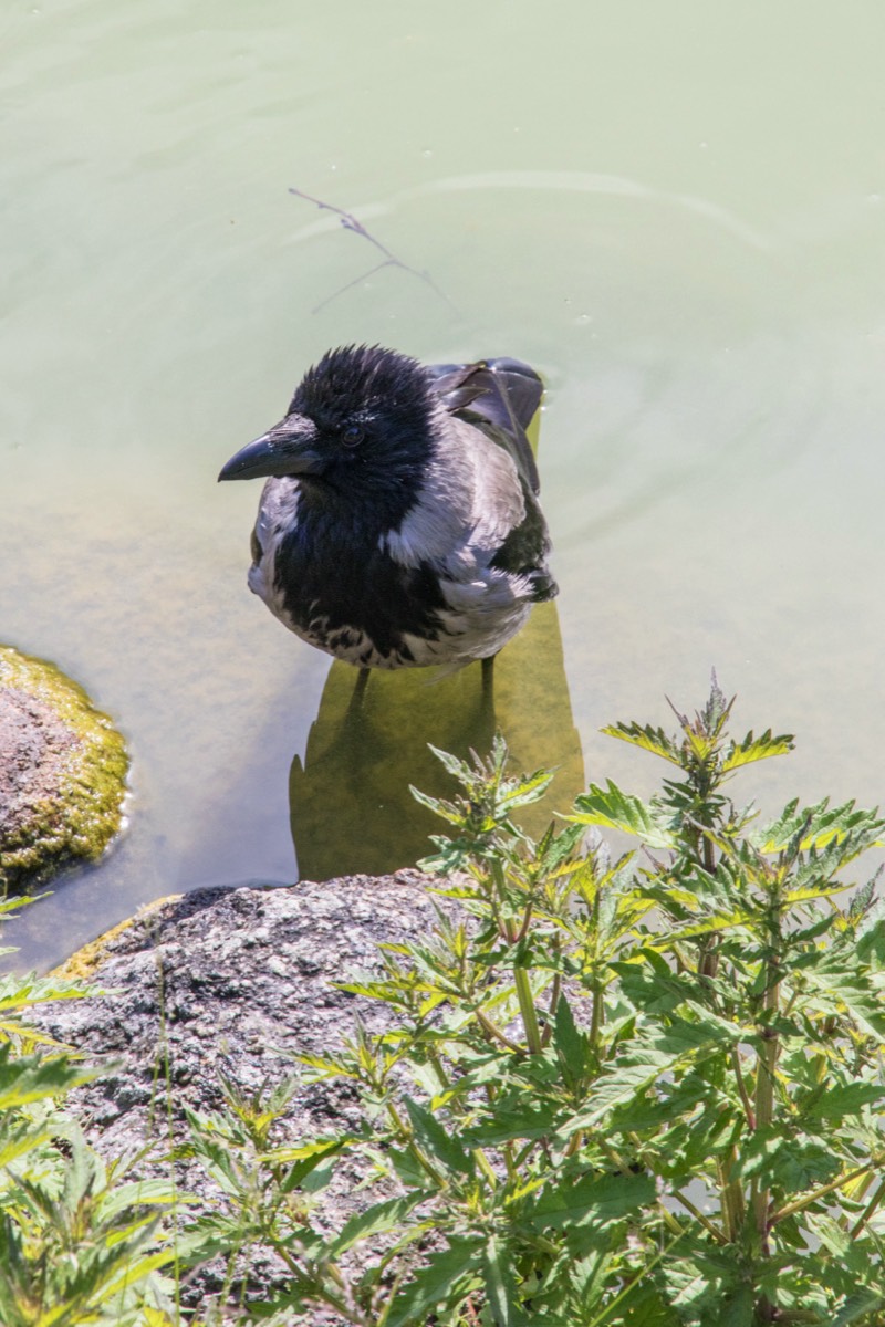 Scruffy magpie-like bird