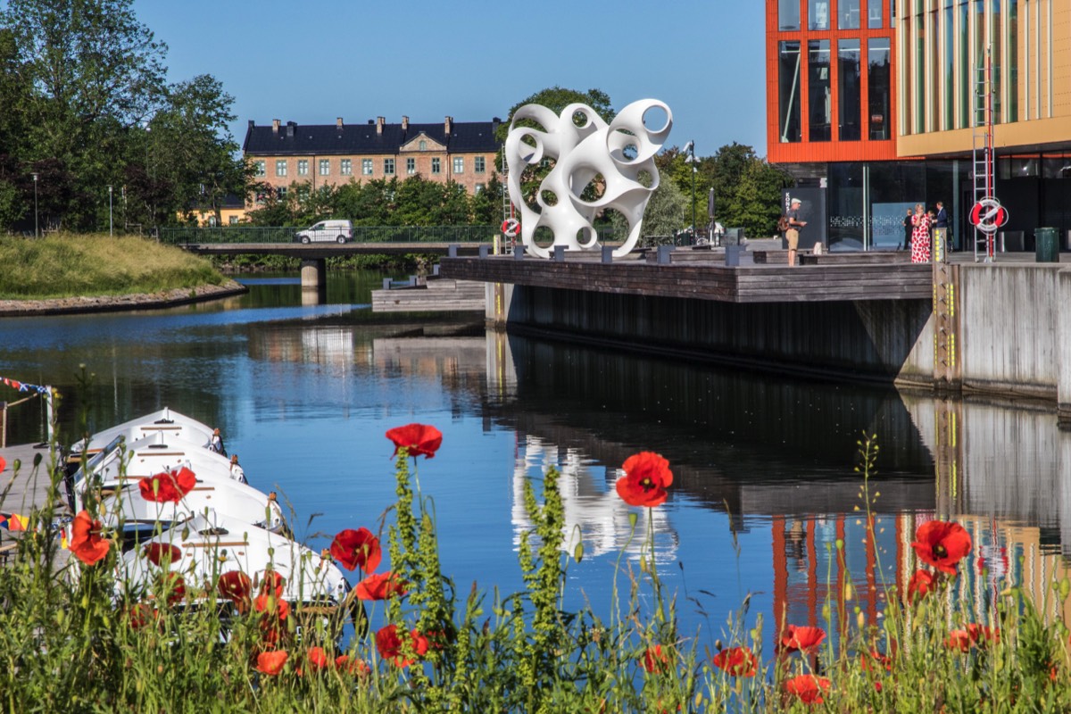 Poppies near the water