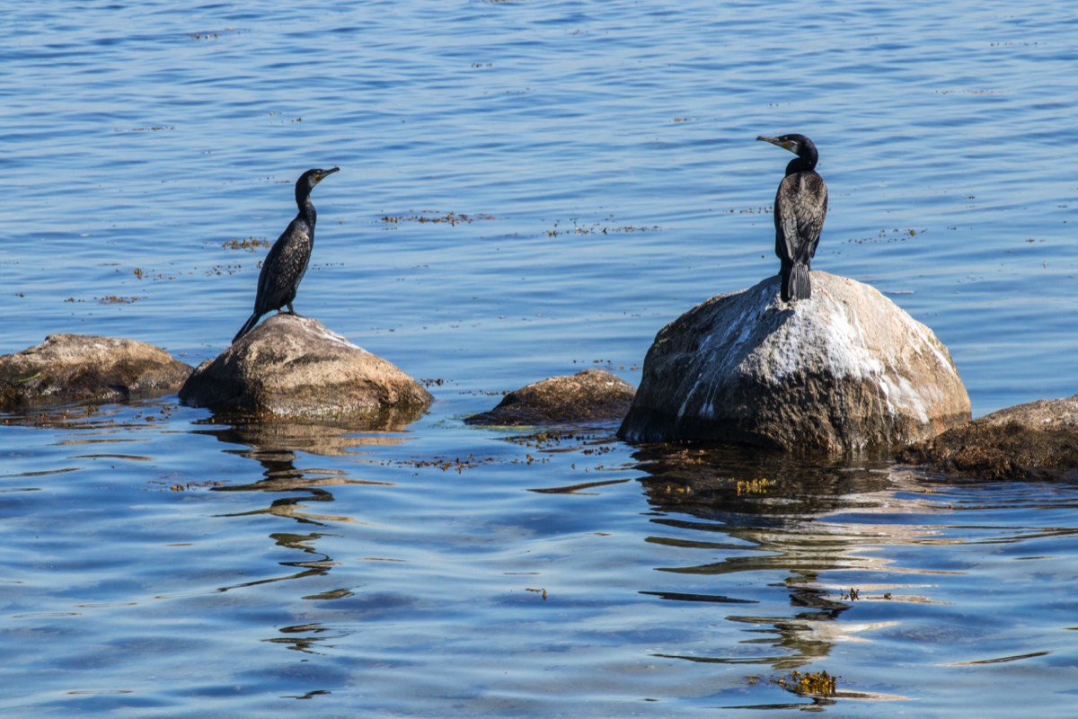 Cormorants' favourite spots