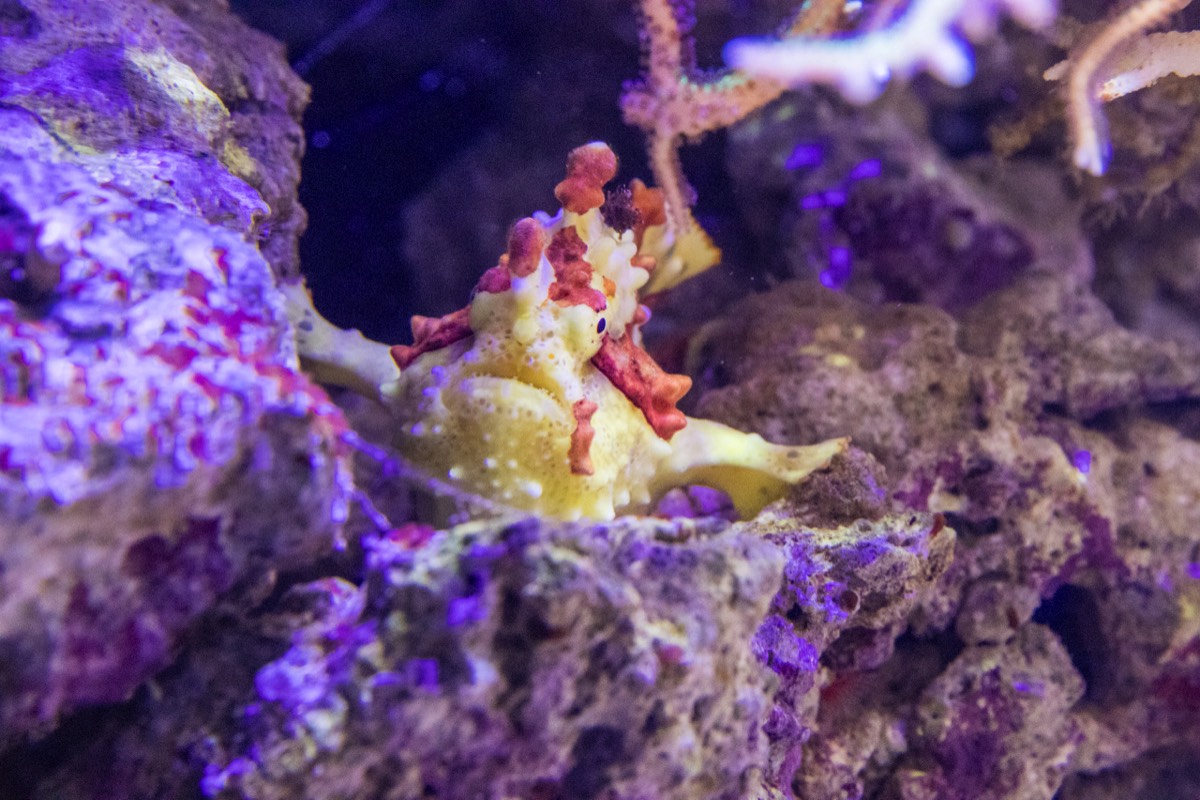 Weird fishes