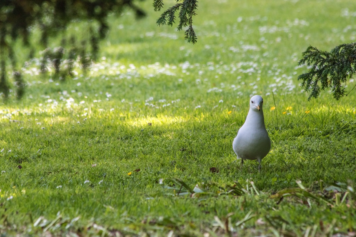 Gull going green