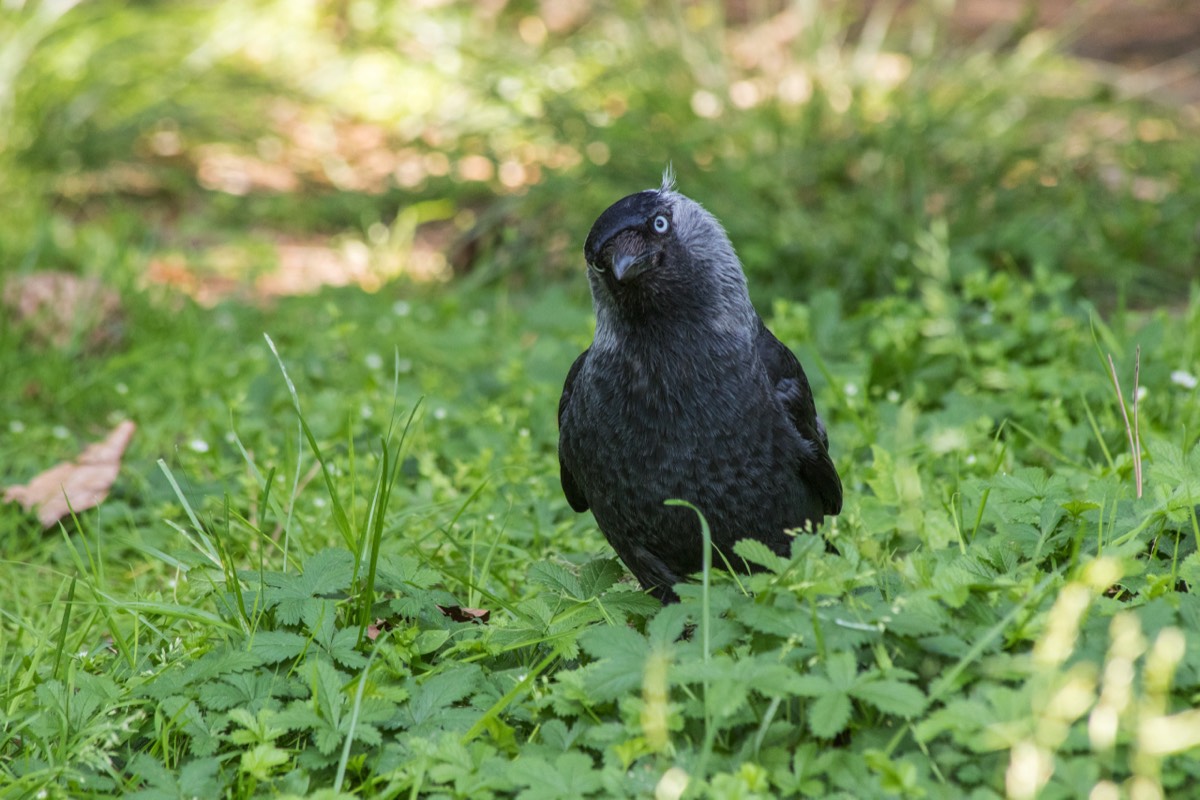 Inquisitive jackdaw