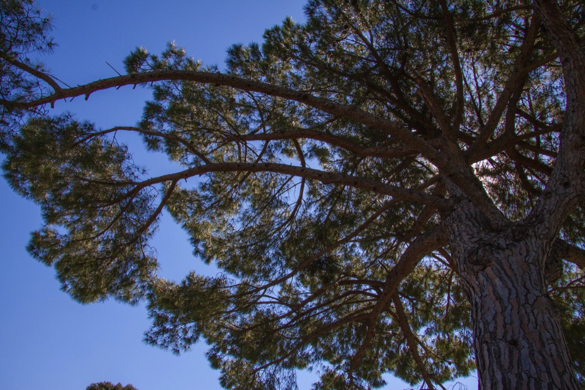Paestum - though the Umbrella Pine could be anywhere