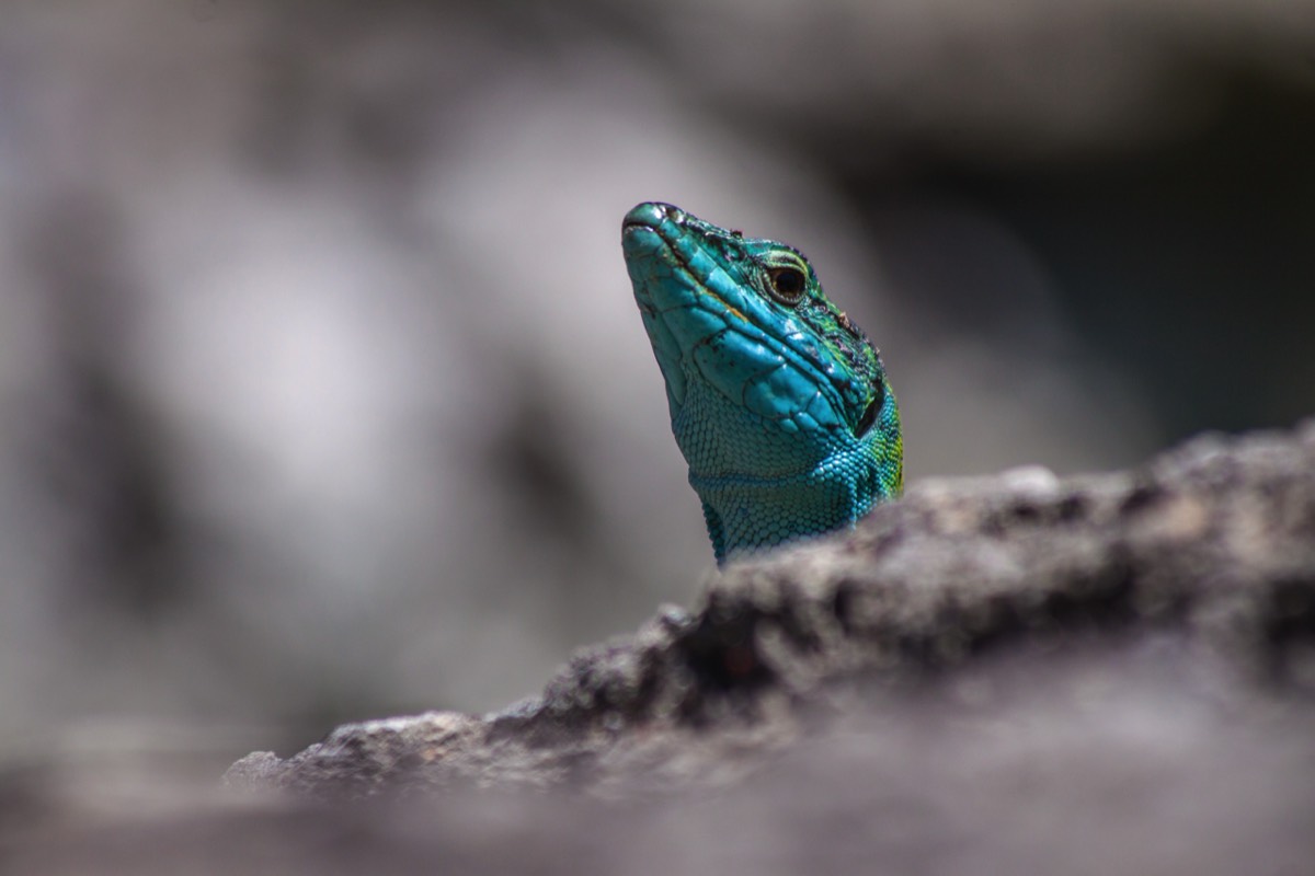 Look who's peeking: Lizards were ubiquitous in Paestum