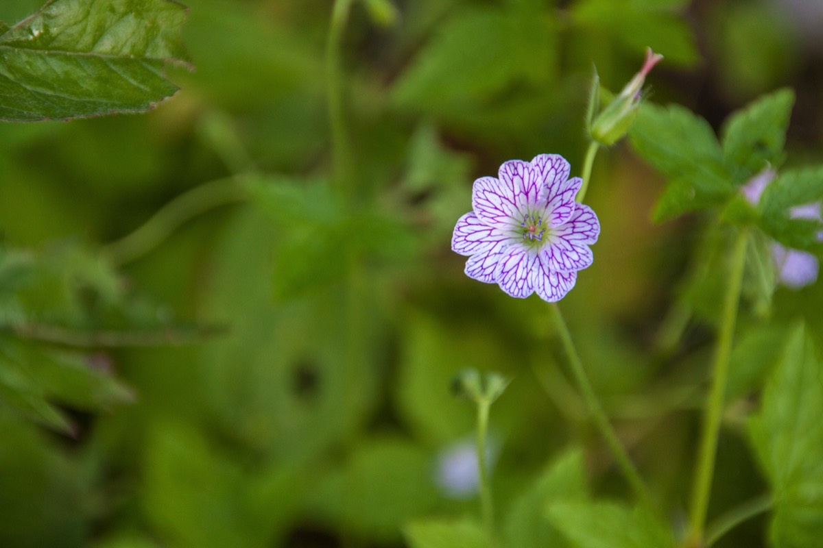 Walk to the aqueduct: wild flowers in abundance
