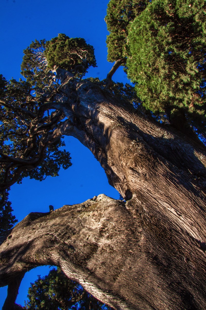 Tree in Villa d'Este