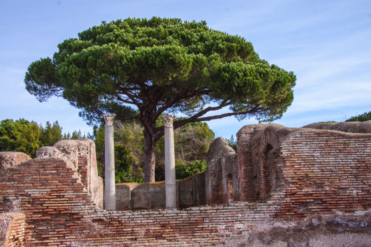 Columns & Umbrella Pine.  Keeping each other company