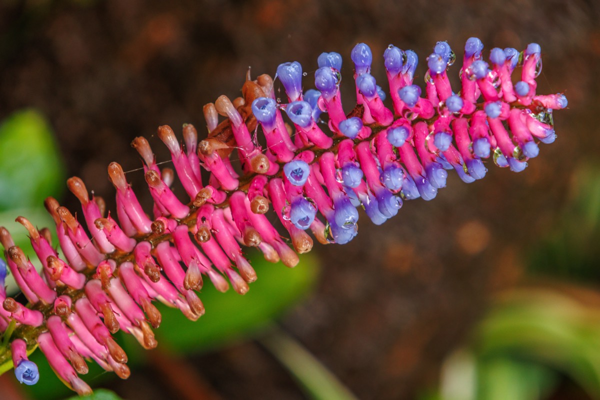 Matchstick bromeliad (and slug)