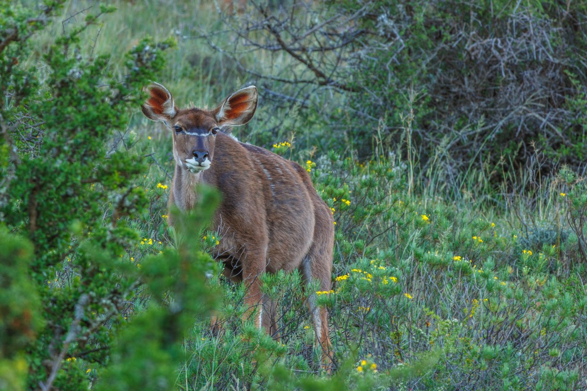Curious Kudu female