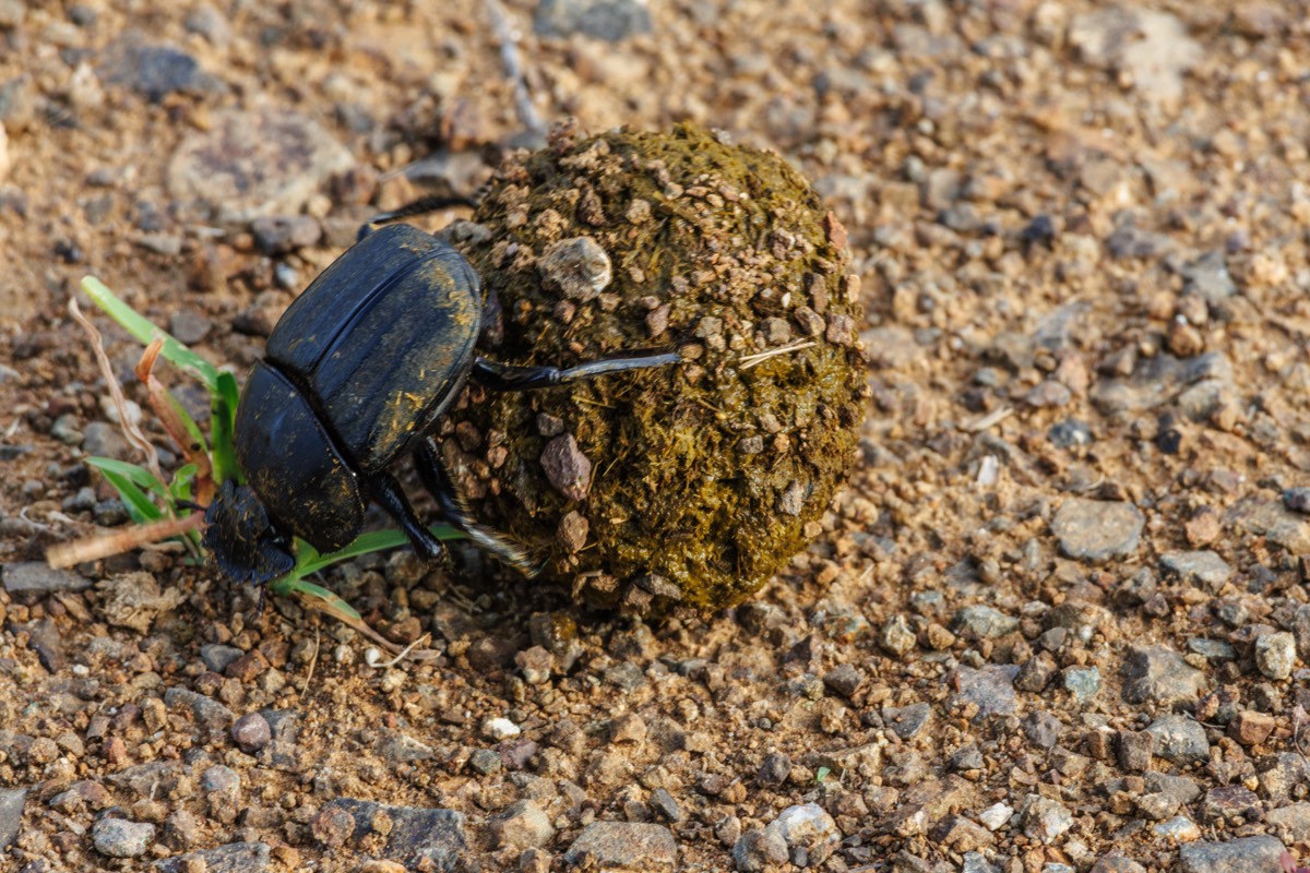 Dung beetle doing what it does