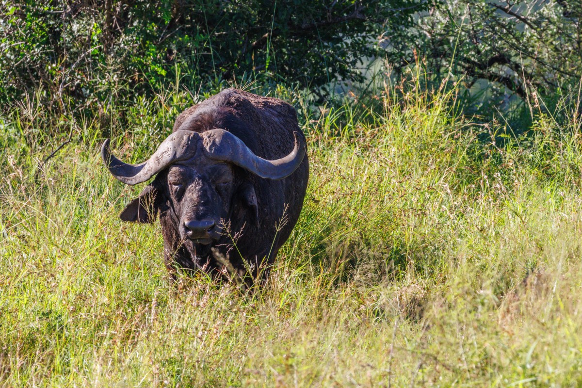 Old buffalo