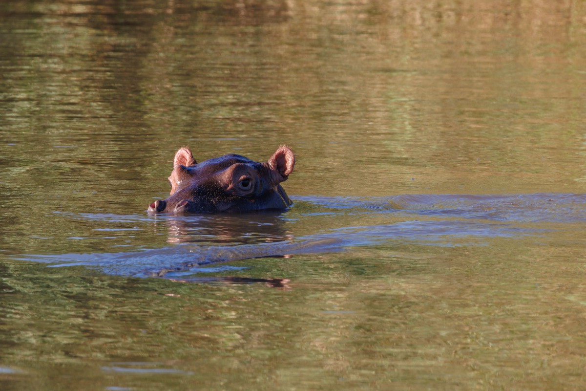 Young hippo