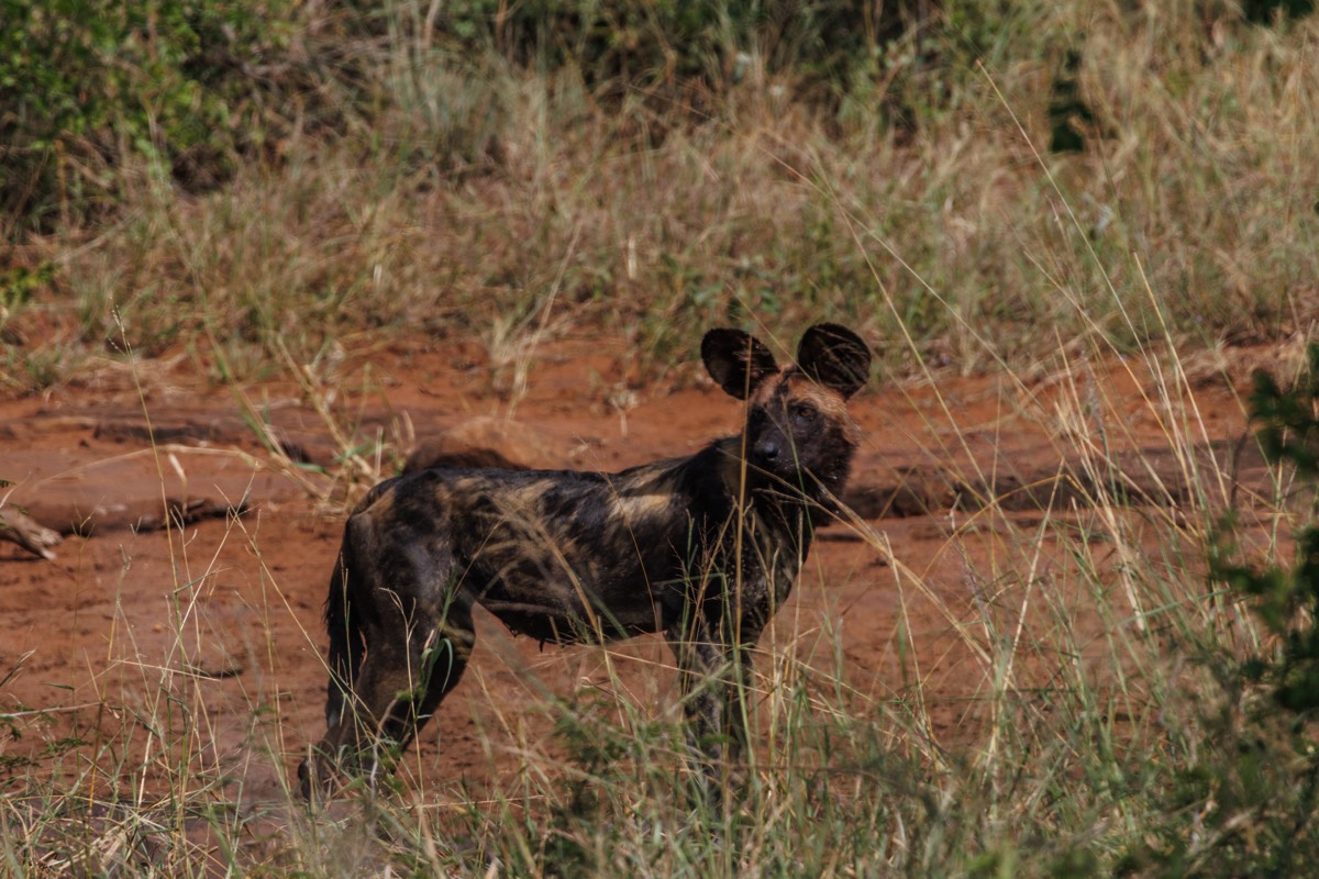 Wild Dog