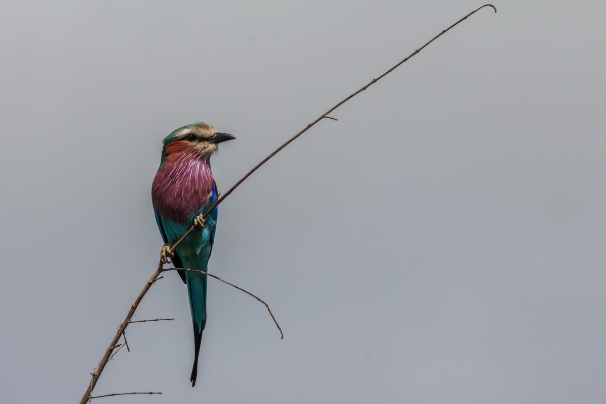 Lilac-breasted Roller