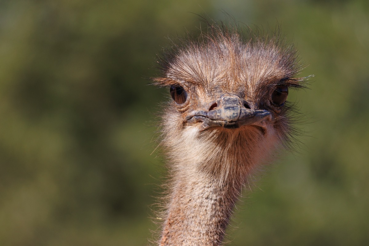 Ostrich portrait