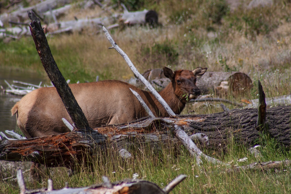 Deer relaxing near the West Entrance Road
